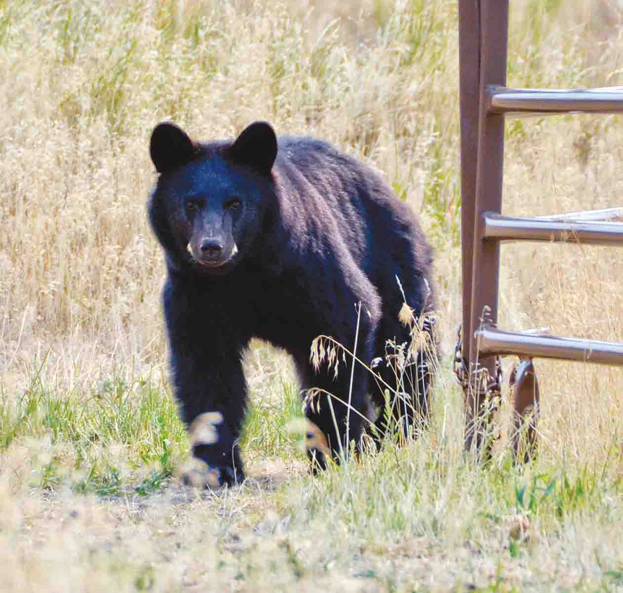 Mike’s home area sees the occasional black bear. This one sauntered through Yvonne’s horse corrals and past their house on its  way up the mountain.